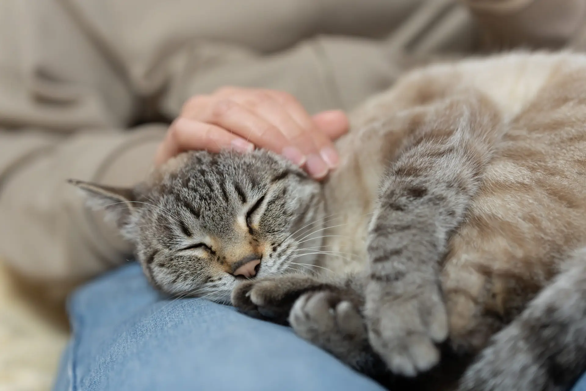 Cute cat being petted on owner's lap